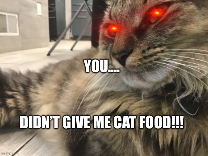 Cat wants cat food | YOU.... DIDN’T GIVE ME CAT FOOD!!! | image tagged in cat,food,funny | made w/ Imgflip meme maker