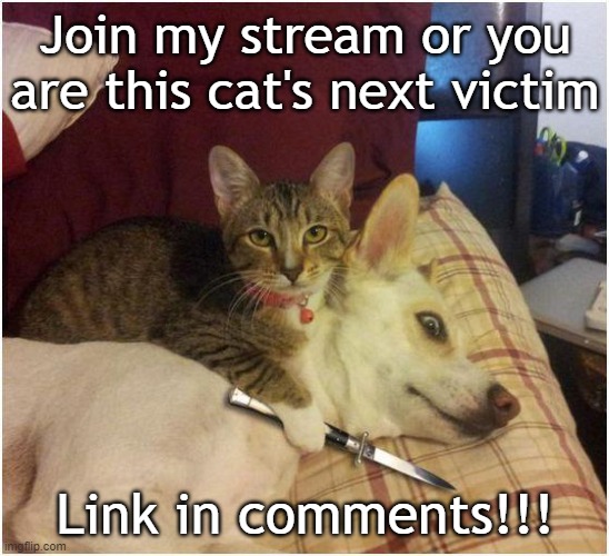 Warning killer cat | Join my stream or you are this cat's next victim; Link in comments!!! | image tagged in warning killer cat | made w/ Imgflip meme maker