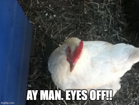 Angry Chicken Boss Meme | AY MAN. EYES OFF!! | image tagged in memes,angry chicken boss | made w/ Imgflip meme maker