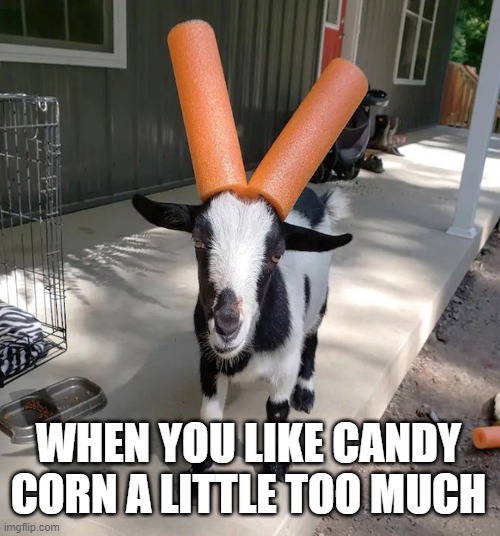 CandyGaot | WHEN YOU LIKE CANDY CORN A LITTLE TOO MUCH | image tagged in candy corn,pumpkin spice,goat simulator | made w/ Imgflip meme maker