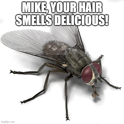 The BidenFly | MIKE, YOUR HAIR SMELLS DELICIOUS! | image tagged in biden,fly,mike pence vp | made w/ Imgflip meme maker