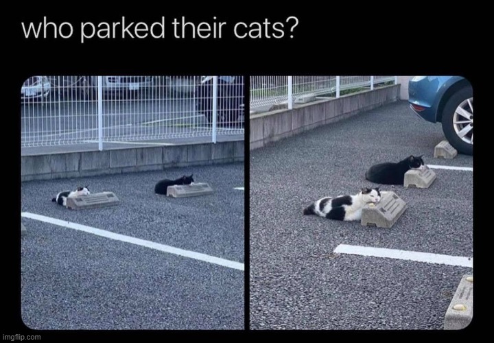 bad parking or best parking | image tagged in cats,repost,reposts,cat,parking lot,bad parking | made w/ Imgflip meme maker