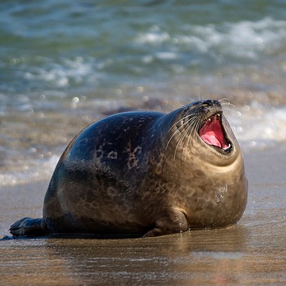 High Quality Seal laugh Blank Meme Template