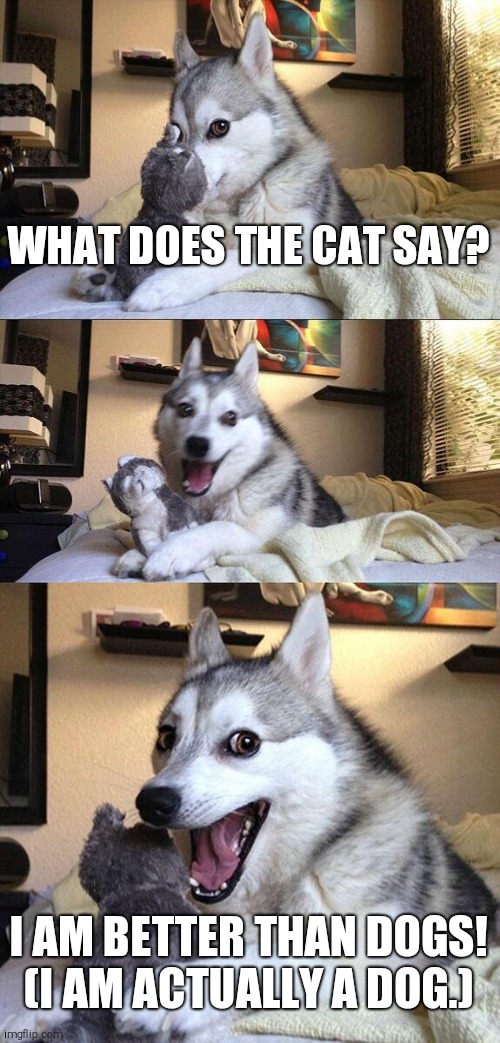 Bad Pun Dog | WHAT DOES THE CAT SAY? I AM BETTER THAN DOGS!
(I AM ACTUALLY A DOG.) | image tagged in memes,bad pun dog | made w/ Imgflip meme maker