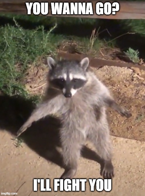 un happy racoon | YOU WANNA GO? I'LL FIGHT YOU | image tagged in racoon,funny memes,fight club | made w/ Imgflip meme maker