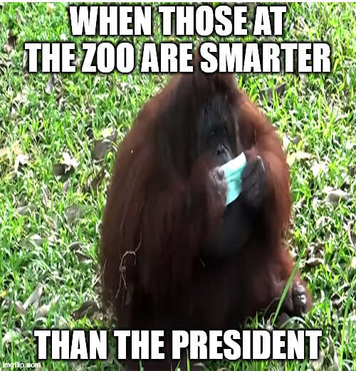 Clyde for President | WHEN THOSE AT THE ZOO ARE SMARTER; THAN THE PRESIDENT | image tagged in biden,trump,election 2020 | made w/ Imgflip meme maker