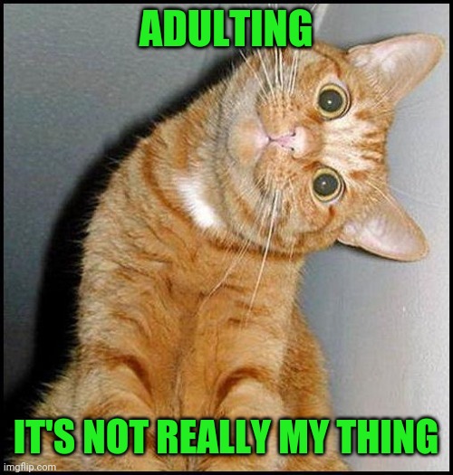adulting - it's not really my thing | ADULTING; IT'S NOT REALLY MY THING | image tagged in adulting,funny,meme,memes,funny memes,cat | made w/ Imgflip meme maker