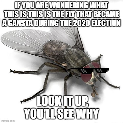 Honeslty, true lol | IF YOU ARE WONDERING WHAT THIS IS,THIS IS THE FLY THAT BECAME A GANSTA DURING THE 2020 ELECTION; LOOK IT UP, YOU'LL SEE WHY | image tagged in scumbag house fly | made w/ Imgflip meme maker