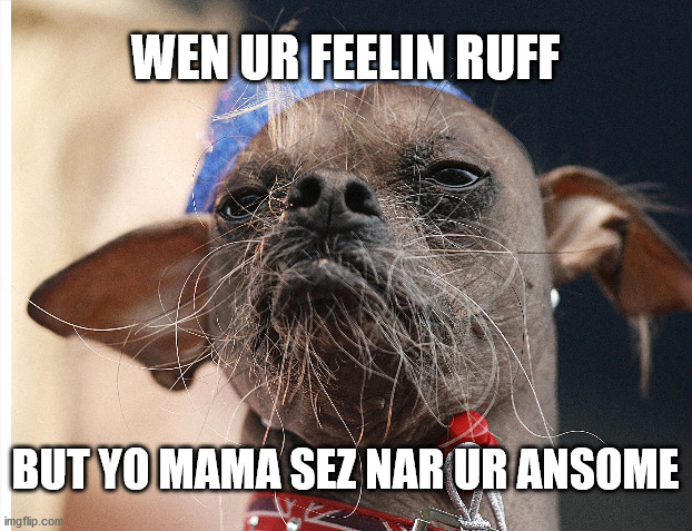 Ansome... | WEN UR FEELIN RUFF; BUT YO MAMA SEZ NAR UR ANSOME | image tagged in ruff,hansome,looking good | made w/ Imgflip meme maker
