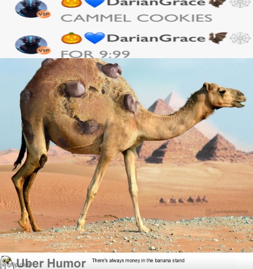 Camel Cookies....THEY ARE FOR SALE BUY ONE NOW (no refunds) | image tagged in camel | made w/ Imgflip meme maker