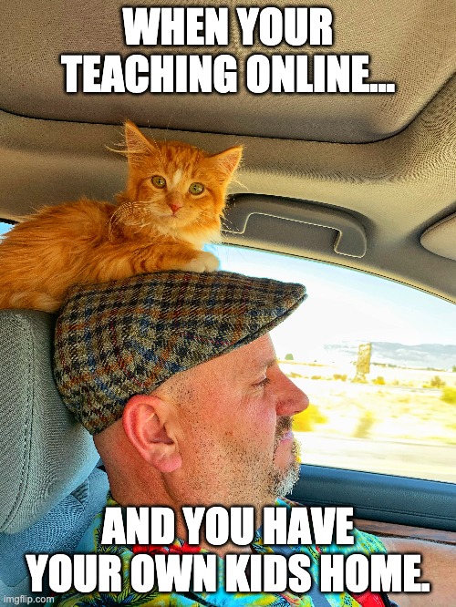 Online teaching | WHEN YOUR TEACHING ONLINE... AND YOU HAVE YOUR OWN KIDS HOME. | image tagged in cat | made w/ Imgflip meme maker