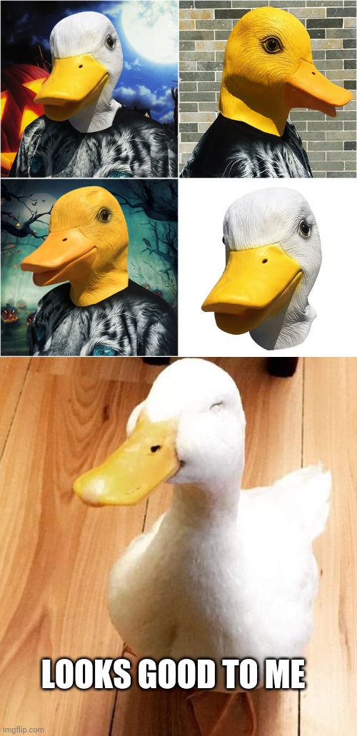HAPPY DUCK | LOOKS GOOD TO ME | image tagged in smile duck,duck,ducks,costume | made w/ Imgflip meme maker