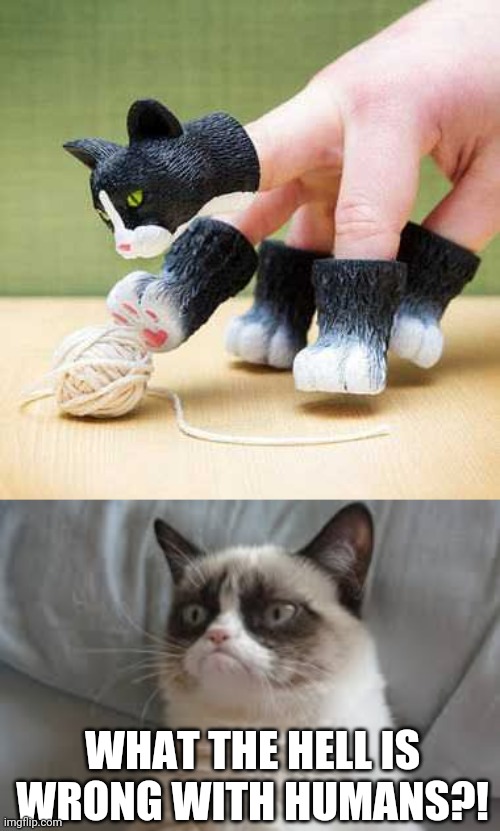 THIS PERSON NEEDS A REAL CAT | WHAT THE HELL IS WRONG WITH HUMANS?! | image tagged in grumpy cat,cats,funny cats,wtf | made w/ Imgflip meme maker