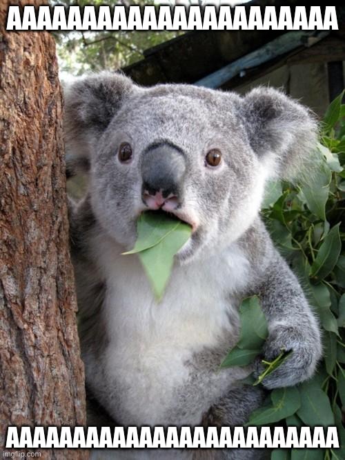 AAAAAAAAAAAAAAAAAAA | AAAAAAAAAAAAAAAAAAAAAA; AAAAAAAAAAAAAAAAAAAAAAAAA | image tagged in memes,surprised koala | made w/ Imgflip meme maker