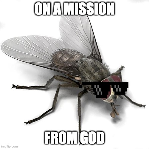 Save The World | ON A MISSION; FROM GOD | image tagged in scumbag house fly | made w/ Imgflip meme maker