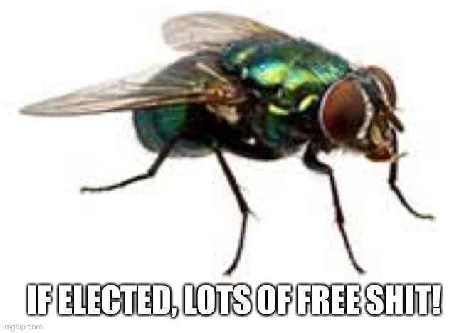 Fly candidate | IF ELECTED, LOTS OF FREE SHIT! | image tagged in free stuff | made w/ Imgflip meme maker