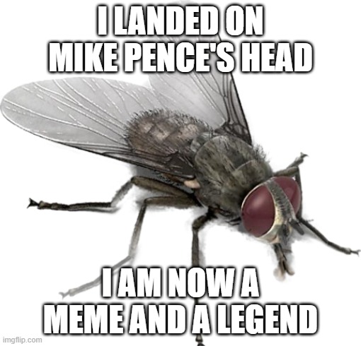 Fly transparent | I LANDED ON MIKE PENCE'S HEAD; I AM NOW A MEME AND A LEGEND | image tagged in fly transparent | made w/ Imgflip meme maker