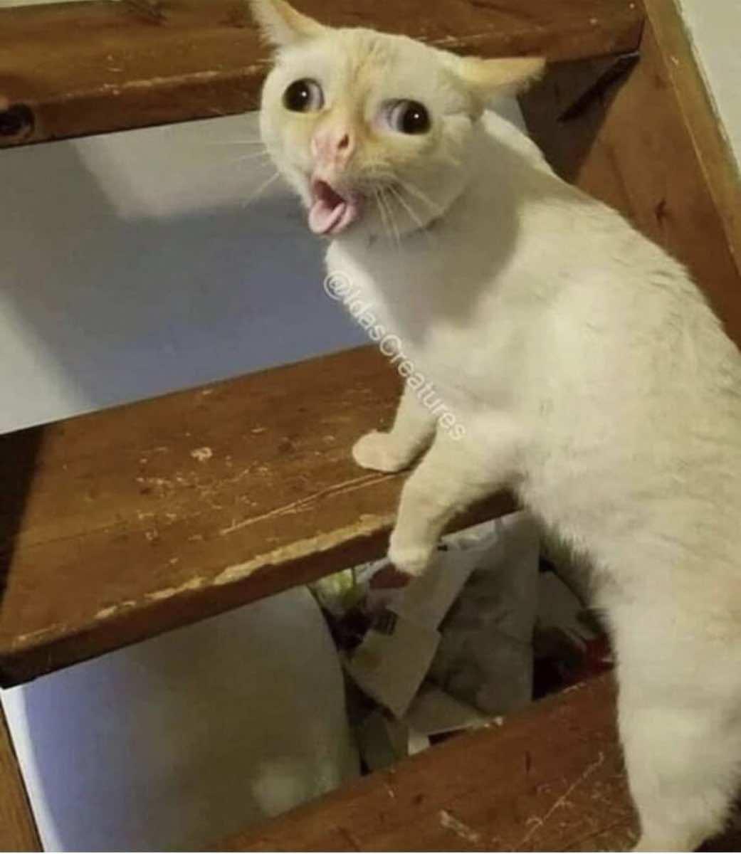 High Quality Hairball Cat Blank Meme Template
