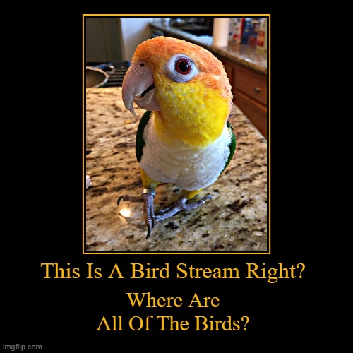 Where Is Everybody? | This Is A Bird Stream Right? | Where Are All Of The Birds? | image tagged in funny,demotivationals,where is everybody,dead stream | made w/ Imgflip demotivational maker