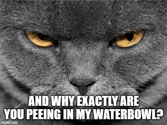 mad cat | AND WHY EXACTLY ARE YOU PEEING IN MY WATERBOWL? | image tagged in mad cat | made w/ Imgflip meme maker