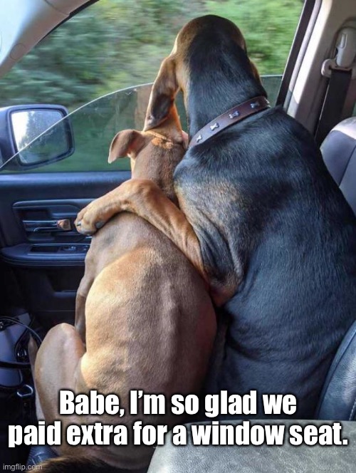 Honeymooners | Babe, I’m so glad we paid extra for a window seat. | image tagged in funny memes,funny dog memes,dogs,funny,memes | made w/ Imgflip meme maker