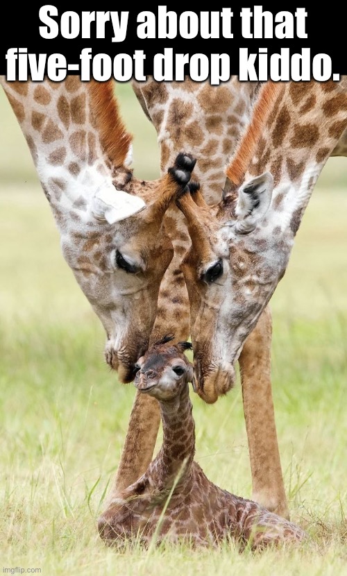 Look Out Below | Sorry about that five-foot drop kiddo. | image tagged in funny meme,giraffe,baby giraffe | made w/ Imgflip meme maker