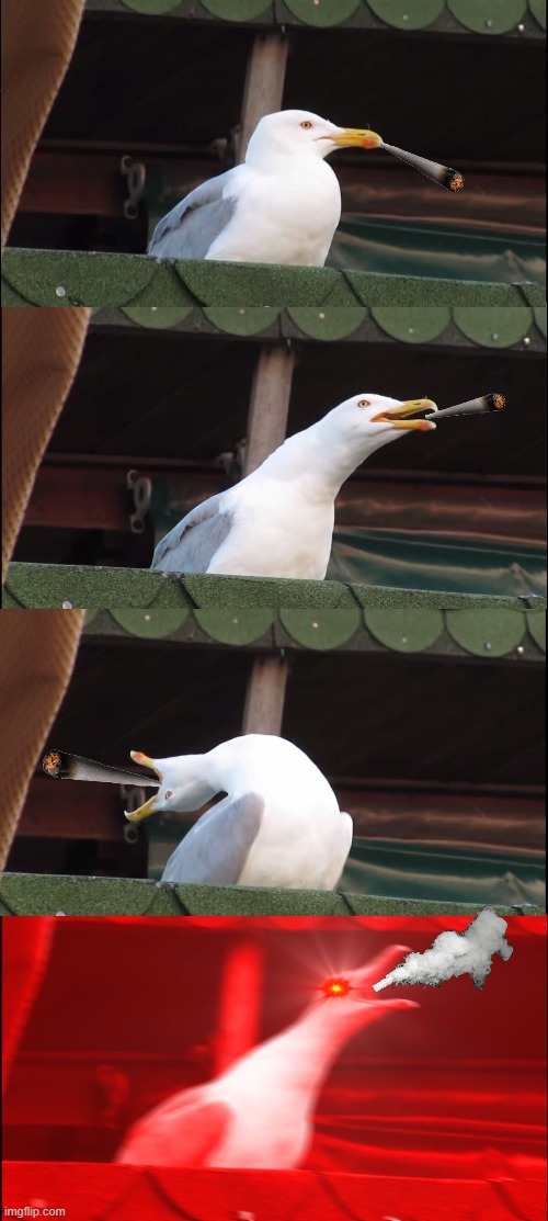smoke weed everyday | image tagged in memes,inhaling seagull | made w/ Imgflip meme maker