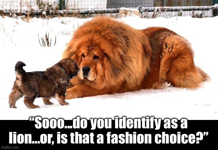 King of the Forest | “Sooo...do you identify as a lion...or, is that a fashion choice?” | image tagged in funny memes,funny,dogs,funny dog memes | made w/ Imgflip meme maker