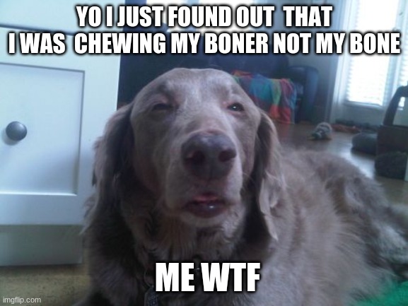 High Dog | YO I JUST FOUND OUT  THAT I WAS  CHEWING MY BONER NOT MY BONE; ME WTF | image tagged in memes,high dog | made w/ Imgflip meme maker