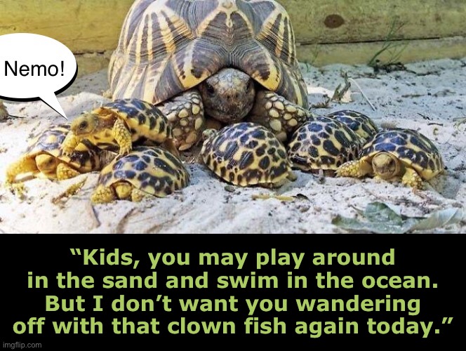 Because I Said So | “Kids, you may play around in the sand and swim in the ocean.
But I don’t want you wandering off with that clown fish again today.” | image tagged in funny memes,turtles | made w/ Imgflip meme maker