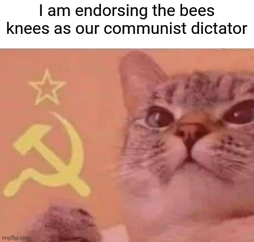 Soviet anthem plays | I am endorsing the bees knees as our communist dictator | image tagged in communist cat,memes,funny,president,imgflip | made w/ Imgflip meme maker