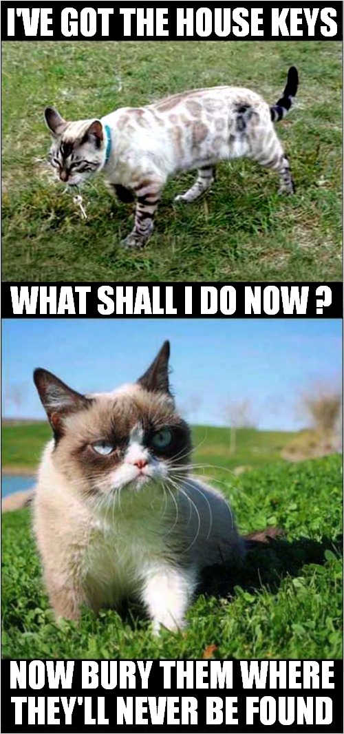 Grumpys Key Mystery | I'VE GOT THE HOUSE KEYS; WHAT SHALL I DO NOW ? NOW BURY THEM WHERE THEY'LL NEVER BE FOUND | image tagged in grumpy cat,keys | made w/ Imgflip meme maker