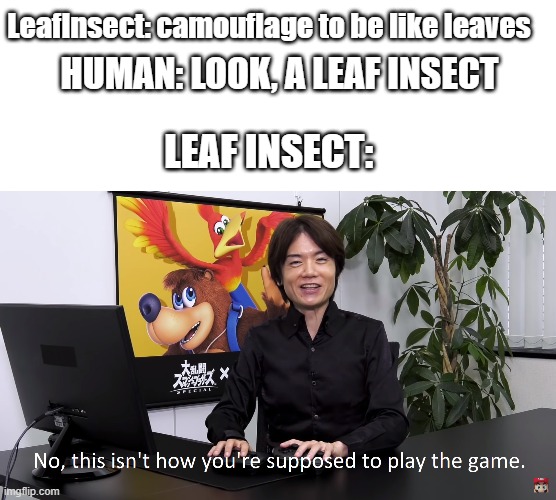 Look, a meme | HUMAN: LOOK, A LEAF INSECT; LeafInsect: camouflage to be like leaves; LEAF INSECT: | image tagged in this isn't how you're supposed to play the game | made w/ Imgflip meme maker