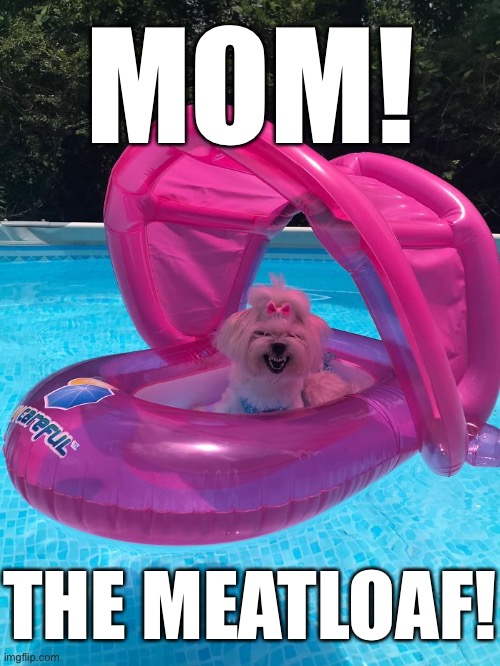 MOM! THE MEATLOAF! | image tagged in funny memes,funny dogs,old school | made w/ Imgflip meme maker