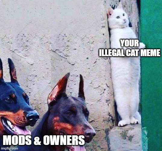 hide cat dogs | YOUR ILLEGAL CAT MEME; MODS & OWNERS | image tagged in hide cat dogs,cats | made w/ Imgflip meme maker