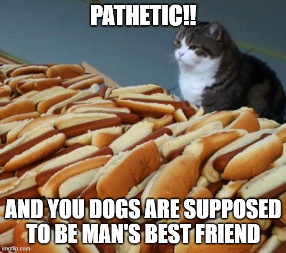 Something tells me this cat is a little lost | PATHETIC!! AND YOU DOGS ARE SUPPOSED TO BE MAN'S BEST FRIEND | image tagged in hot dog cat | made w/ Imgflip meme maker
