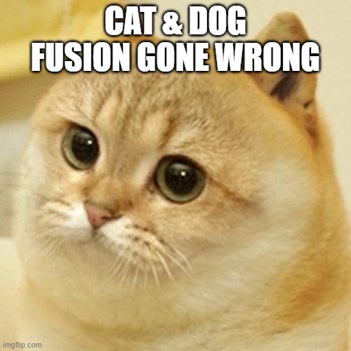 Burn it with fire!! | CAT & DOG FUSION GONE WRONG | image tagged in cat doge | made w/ Imgflip meme maker