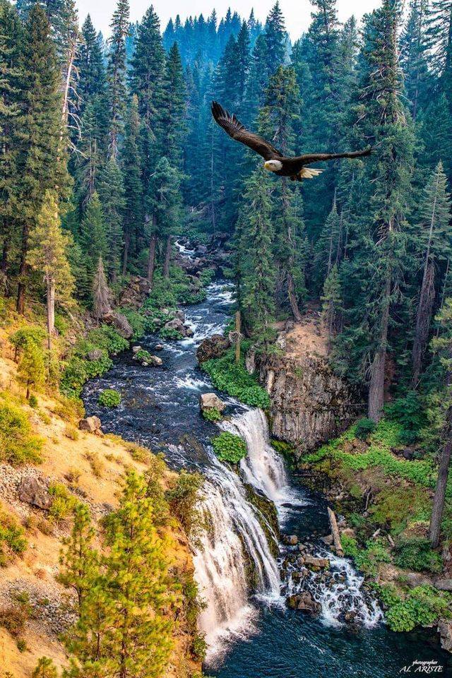 Patriotic eagle wilderness Blank Meme Template