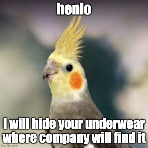 Birb do the plot | henlo; I will hide your underwear where company will find it | image tagged in birb | made w/ Imgflip meme maker