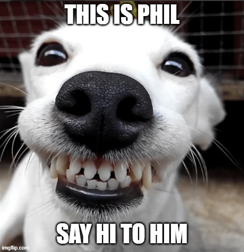 say hi to phil |  THIS IS PHIL; SAY HI TO HIM | image tagged in dog,smiling dog,hello,phil,greeting,smile | made w/ Imgflip meme maker