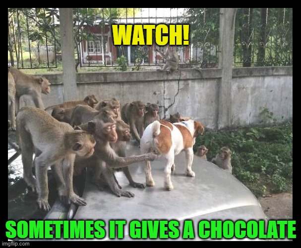 Silly Monkey | WATCH! SOMETIMES IT GIVES A CHOCOLATE | image tagged in funny,animals,monkeys,dogs,scratch n sniff,can't touch this | made w/ Imgflip meme maker