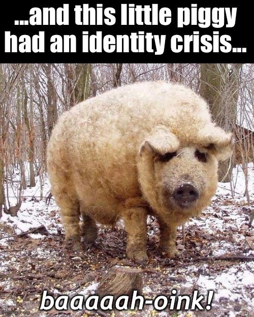 This little piggy went to the market. This little piggy stayed home. This little piggy had roast beef... | ...and this little piggy had an identity crisis... baaaaah-oink! | image tagged in funny memes,pigs,this little piggy | made w/ Imgflip meme maker