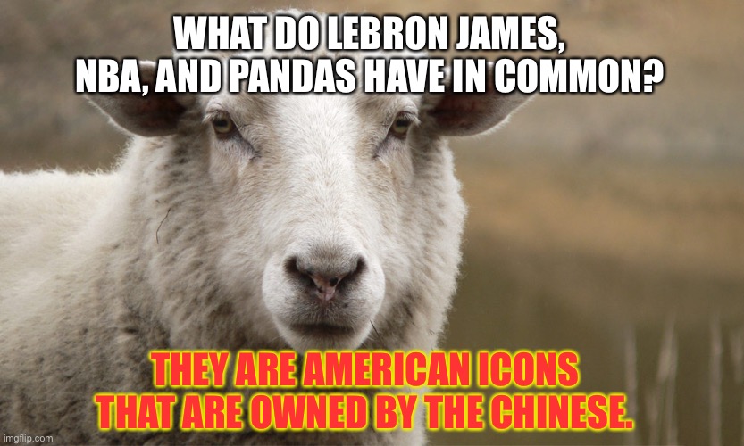 LeBron James should go the way of the pandas...to China | WHAT DO LEBRON JAMES, NBA, AND PANDAS HAVE IN COMMON? THEY ARE AMERICAN ICONS THAT ARE OWNED BY THE CHINESE. | image tagged in bad joke sheep,funny memes,lebron james,nba,china,blm | made w/ Imgflip meme maker
