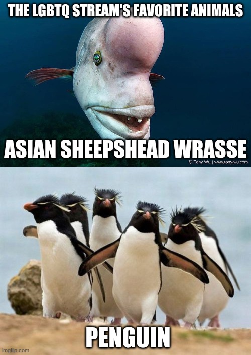 THE LGBTQ STREAM'S FAVORITE ANIMALS; ASIAN SHEEPSHEAD WRASSE; PENGUIN | image tagged in memes,penguin gang | made w/ Imgflip meme maker