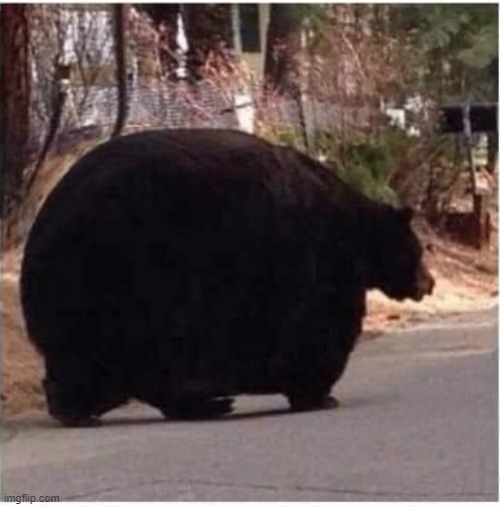 FAT BEAR | image tagged in fat bear | made w/ Imgflip meme maker