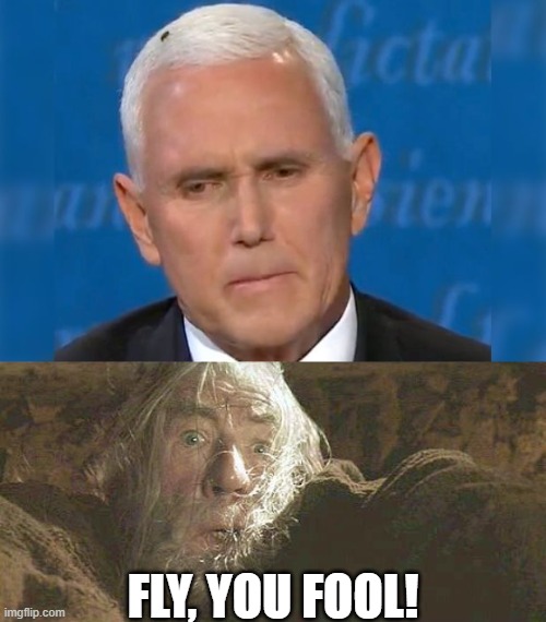Fly, you fool! | FLY, YOU FOOL! | image tagged in gandalf fly you fools,mike pence fly debate | made w/ Imgflip meme maker