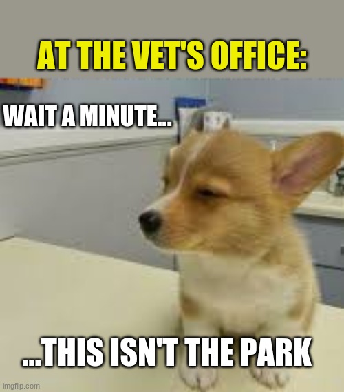 This ain't the park! | AT THE VET'S OFFICE:; WAIT A MINUTE... ...THIS ISN'T THE PARK | image tagged in dogs,corgi,vet | made w/ Imgflip meme maker