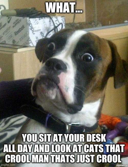this dog | WHAT... YOU SIT AT YOUR DESK ALL DAY AND LOOK AT CATS THAT CROOL MAN THATS JUST CROOL | image tagged in funny dog | made w/ Imgflip meme maker