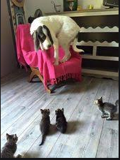 kittens surrounding dog Blank Meme Template