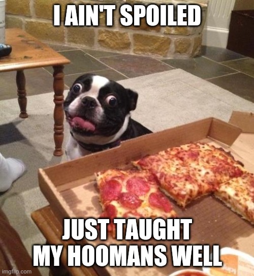 New post | I AIN'T SPOILED; JUST TAUGHT MY HOOMANS WELL | image tagged in hungry pizza dog | made w/ Imgflip meme maker